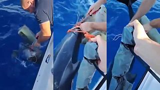 Muž zachránil delfína zamotaného do rybárskej bóje