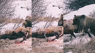 Brutalita. Medveď žerie jeleňa za živa