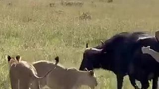 Poriadnu lekciu dostala hneď po pôrode