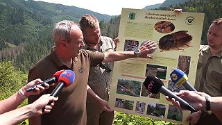 Ďalšia kritická lokalita: Horehronské lesy majú problém s lykožrútmi