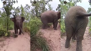 Indickí turisti dráždili divokého slona