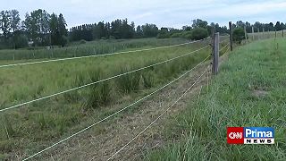 Útok vlků na Vysočině: Šest roztrhaných ovcí a čtyři zadávené.