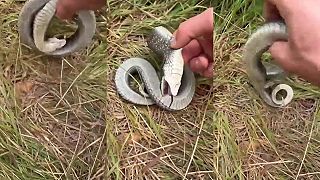 Had heterodon v prípade ohrozenia predstiera, že je mŕtvy