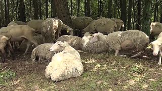 Pohorie Vtáčnik, okres Prievidza. Vlci likvidujú poľnohospodársku činnosť ovce