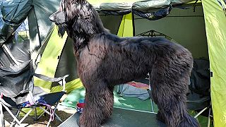 World Cup Sighthound show