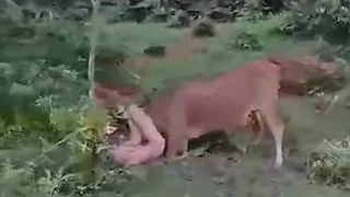 Keď si Rus narazí v Thajsku poriadnu kravu..