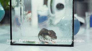 Politika zneužila experiment na myšiach