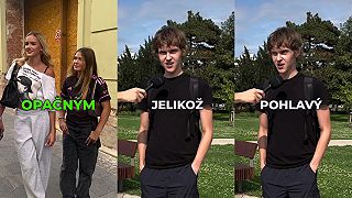 Český buzik v tom má jasno