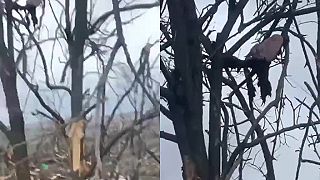 Okupant vyliezol na strom pre lepší výhľad