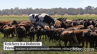 Knickers: Najväčší vôl v Austrálii