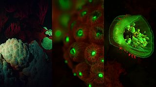 Bioluminiscence