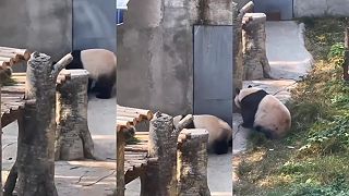 Fakt nasratá panda sa vybúrila na ošetrovateľke