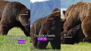 Slovne hračky so slovami: Medvedvý súbor