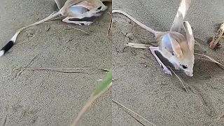 Jerboa