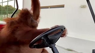 Orangután