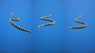 Pruhovaný mořský had Krait (Laticauda colubrina)