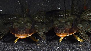 Oriental Flying Gurnard