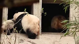Zlobivý Panda