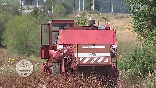 Pohánka je málo známa medonosná obilnina so širokým využitím