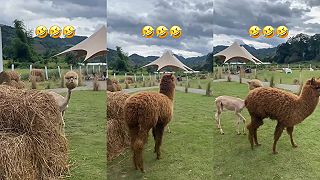 Alpaka