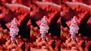 Pygmy Seahorse - trpasličí mořští koníci