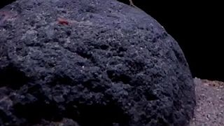 Pantopoda, také známý jako mořský pavouk