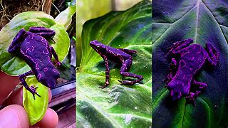 Vzácný druh žáby Atelopus barbotini