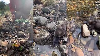 Jedním z nejunikátnějších zvířat na zemi je ptakopysk
