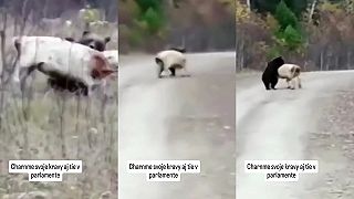 Beštiálny útok medveďa v našom kraji