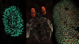 Nádherný svět podvodní fluorescence.