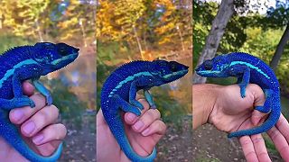 Chameleon modrý Ambanya