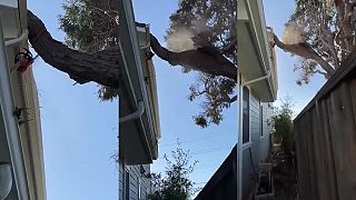 Práca (ne)profesionálneho arboristu