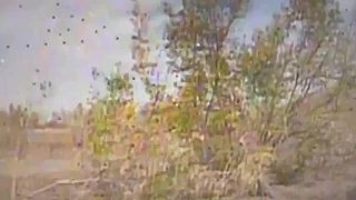 Magyar birds