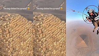 Pes na pyramidě