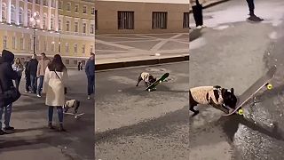 Buldok na skateboardu.