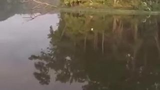 Videl som už všetko, ale plávajúce mačky nie!