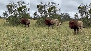 Zigzag Mbiri