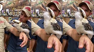 Kookaburra neboli ledňáček obrovský