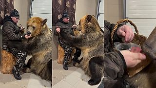 Spolužitie Rusa a medveďa