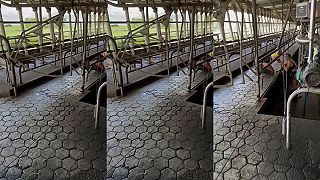 Nezbedné dievčatá boli načapené ako testujú dojací stroj na svojich prsíkoch