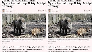 „Tohle si zvířata nezaslouží.“ Myslivci se zlobí na policisty, že trápí divočáky