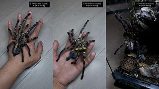 Poecilotheria ornata