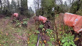 Žena zachránila srnku, ktorá mala na hlave vrece