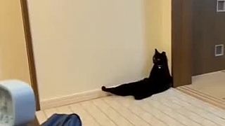 Miaumóza