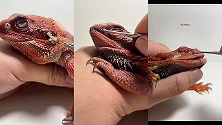 Starostlivosť o malého dinosaura. Pomoc pri zvliekaní kože 3