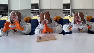 Pitbul maškrtník