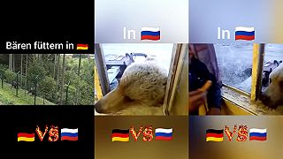 Porovnanie kŕmenia medveďa v Rusku a v Nemecku