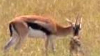 Gepard