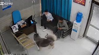 Na muža u veterinára náhle zaútočil husky (India)