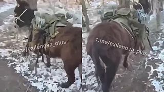 Preprava munície na fronte